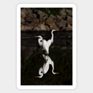 Reflective Moment - Great Egrets Sticker